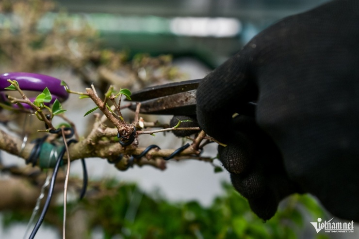 Nghề lạ ở làng Vị Khê: Chỉ cắt tỉa vài nhát kéo, thu nhập bằng kỹ sư - 4