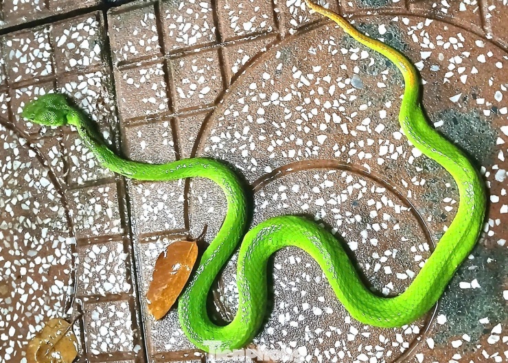 Toàn thân rắn màu xanh, phần đuôi màu đỏ