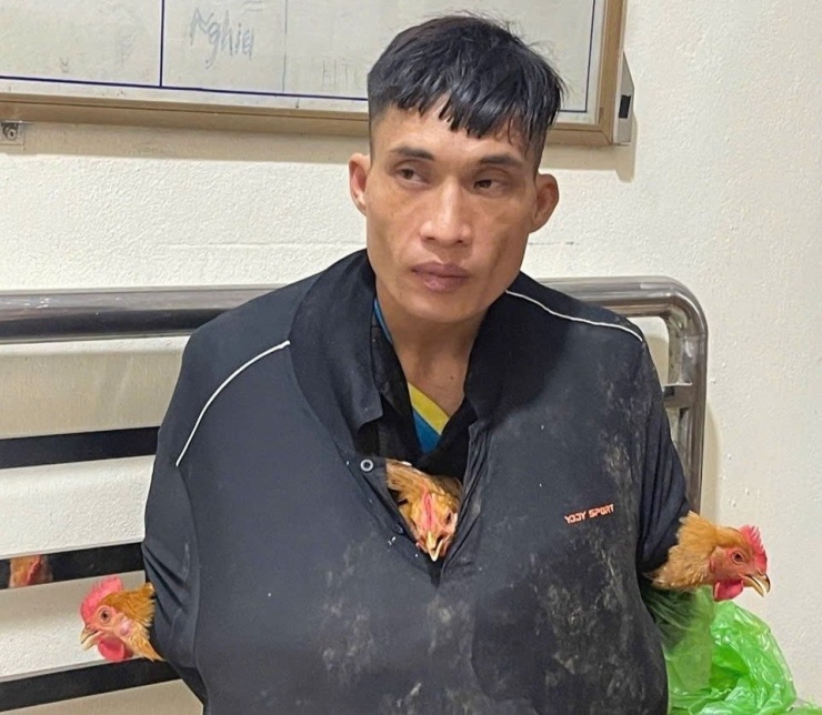 Những con gà sau khi trộm cắp được đối tượng đút thẳng vào trong áo khoác. Ảnh: CACC