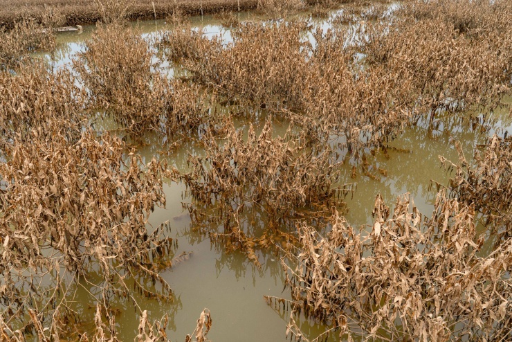 Gia đình chị Đỗ Thùy Hương, 41 tuổi, thiệt hại bốn sào đào Tết, với vốn đầu tư khoảng 300 triệu đồng. "Năm ngoái vừa hết lụt chúng tôi trồng lại ngay, năm nay đào lại chết", chị nói.