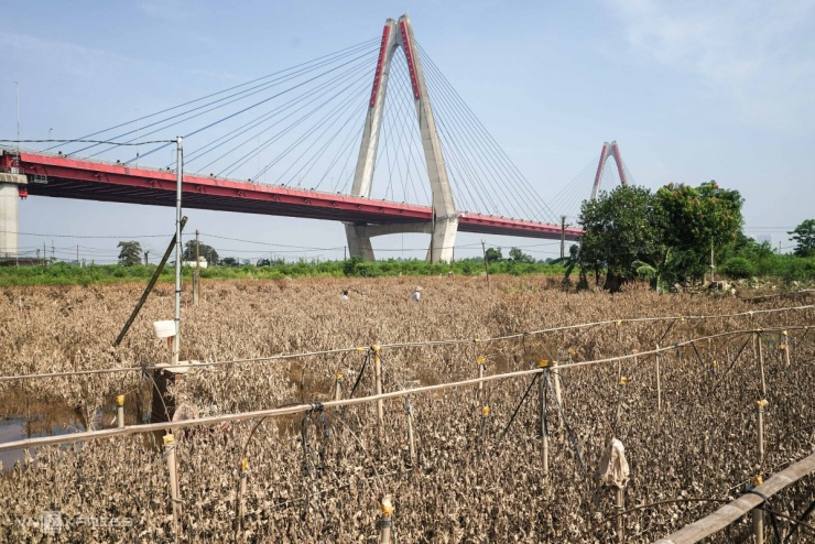 Một tuần qua, nước sông Hồng dâng cao khiến nhiều khu vực bị ngập, người dân làng đào Nhật Tân (phường Hồng Hà) lo lắng khi hàng nghìn gốc đào bị ngâm nước nhiều ngày, bắt đầu héo úa.