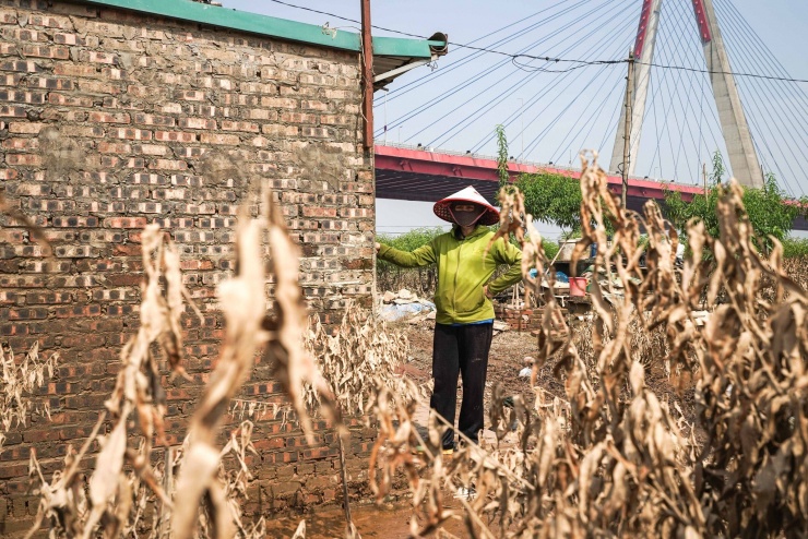 Vùng trồng hoa, rau lớn nhất Hà Nội thiệt hại nặng sau bão Bualoi - 2