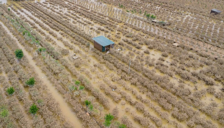 Cách vườn đào Nhật Tân không xa, làng đào Phú Thượng (phường Tây Hồ) cũng chung cảnh ngập úng nhiều ngày. Chiều 4/10, nước rút gần hết, để lộ lớp bùn đất phủ dày trên mặt vườn và hàng nghìn gốc đào bị chết úng.