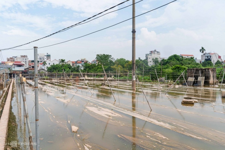 Ngoài trồng đào, nhiều hộ dân còn ươm rau màu và hoa cúc phục vụ Tết Nguyên đán, song toàn bộ khu vực đều bị nước tràn vào, gây ngập các luống trồng.