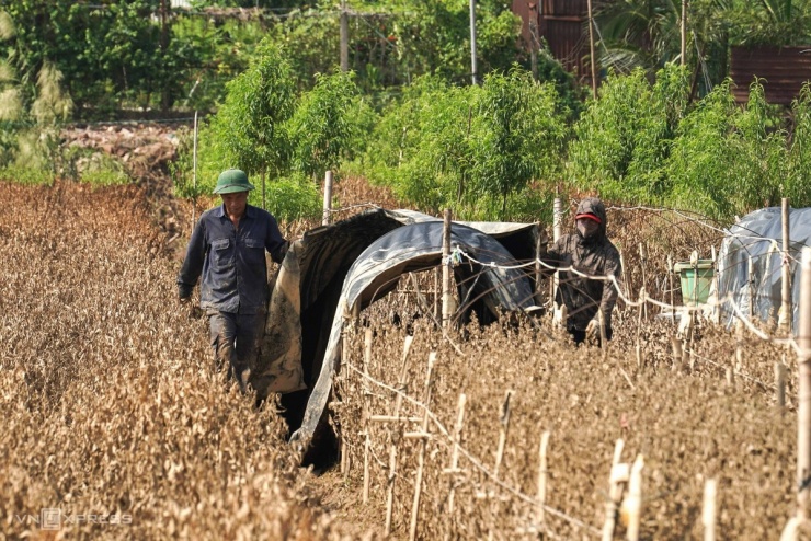 Chủ vườn tháo dỡ bạt che nắng để kiểm tra những luống cúc hoạ mi, tuy nhiên, cả vườn hoa đã bị chết úng, thân cây đổi màu.