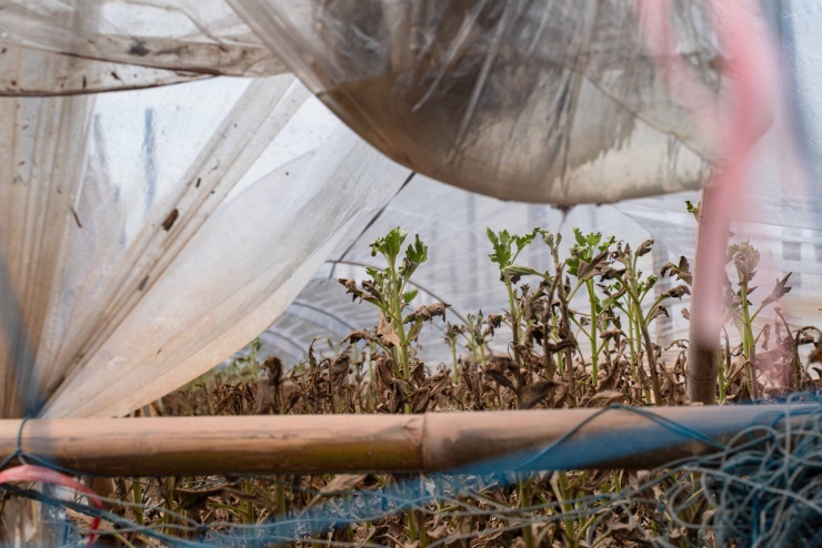 Vùng trồng hoa, rau lớn nhất Hà Nội thiệt hại nặng sau bão Bualoi - 9
