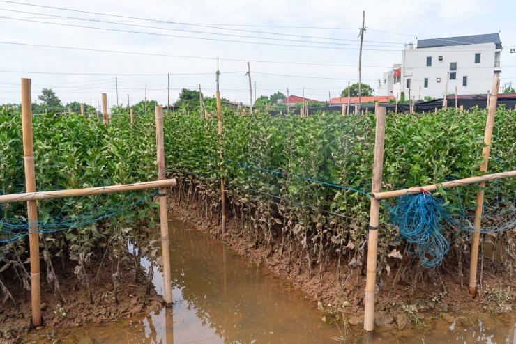 Ruộng hoa cúc vàng được phủ kín nilon, nước dâng đến sát ngọn. Khi nước rút, lá non lộ ra nhưng gốc đã úng, người trồng phải nhổ bỏ toàn bộ.