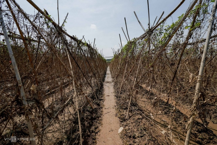 Những giàn mướp đắng, mùng tơi, dưa chuột... khô héo sau khi nước rút, để lại lớp bùn đất dày đặc trên ruộng.