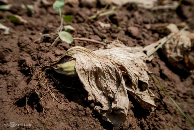 Những luống rau cải xanh đến ngày thu hoạch, sau 4 ngày ngâm nước đều bị thối từ rễ đến lá.