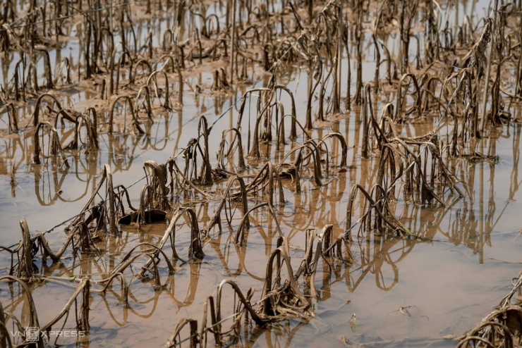 Gia đình anh Trường ở thôn Đông Cao có khoảng 3.600 m2 trồng hoa hướng dương đang vào thời kỳ nở rộ, nhưng nhiều ngày nay nước vẫn còn chưa rút hết. "Toàn bộ diện tích hoa hướng dương và rau cải mới gieo bị ngâm nước lâu ngày, thiệt hại khoảng 100 triệu đồng", anh cho hay.