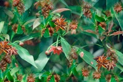 Thị trường - Tiêu dùng - "Báu vật" có nhiều ở Việt Nam được người Trung Quốc thích mê, trên thế giới cực hiếm