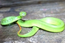 Tin tức trong ngày - Nhiều gia đình ở TPHCM hoảng hồn khi rắn cực độc bò vào nhà