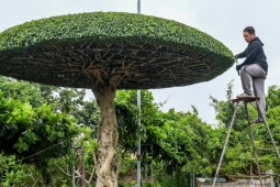 Thị trường - Tiêu dùng - Nghề lạ ở làng Vị Khê: Chỉ cắt tỉa vài nhát kéo, thu nhập bằng kỹ sư