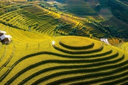 Mù Cang Chải vắng vẻ, khách 'bao cả ruộng' chụp ảnh