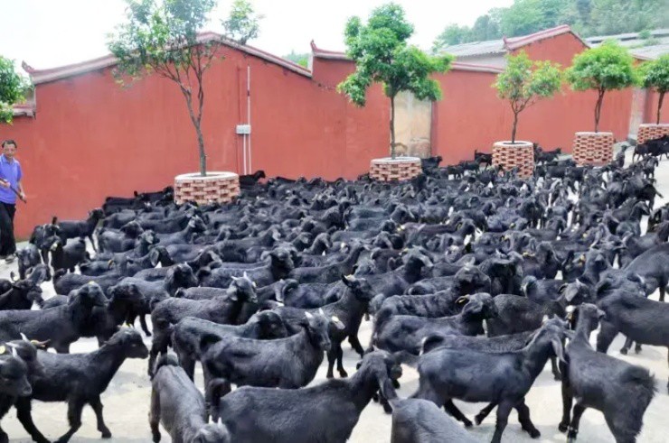 Bỏ phố về quê xây “chung cư”, lập “gia phả” cho dê, 9x đút túi vài tỷ/năm - 3