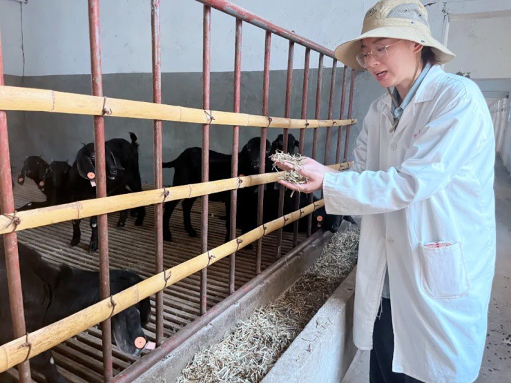 Bỏ phố về quê xây “chung cư”, lập “gia phả” cho dê, 9x đút túi vài tỷ/năm - 2