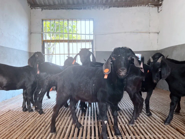 Bỏ phố về quê xây “chung cư”, lập “gia phả” cho dê, 9x đút túi vài tỷ/năm - 4