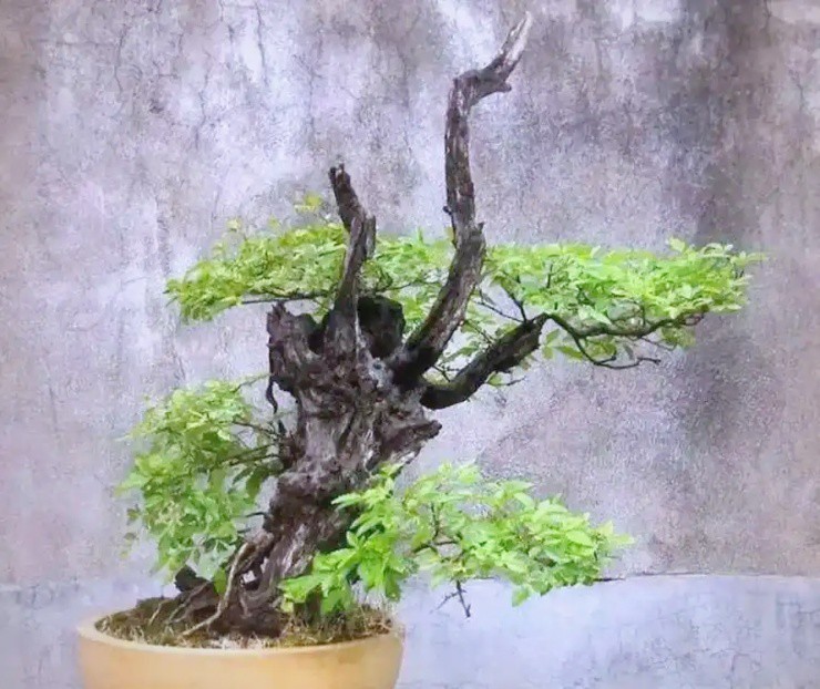 Cây dại xưa chỉ làm củi đốt, nay trồng làm bonsai bỗng “đắt như vàng” - 4