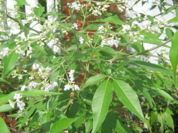 Cây dại xưa chỉ làm củi đốt, nay trồng làm bonsai bỗng “đắt như vàng” - 1