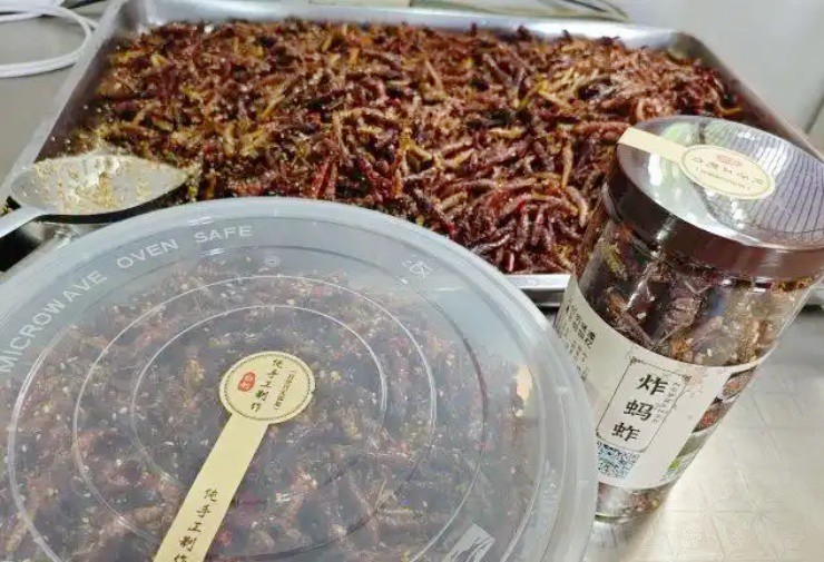 Nghỉ việc về quê nuôi loài “siêu protein”, mỗi năm đút túi hơn nửa tỷ - 3