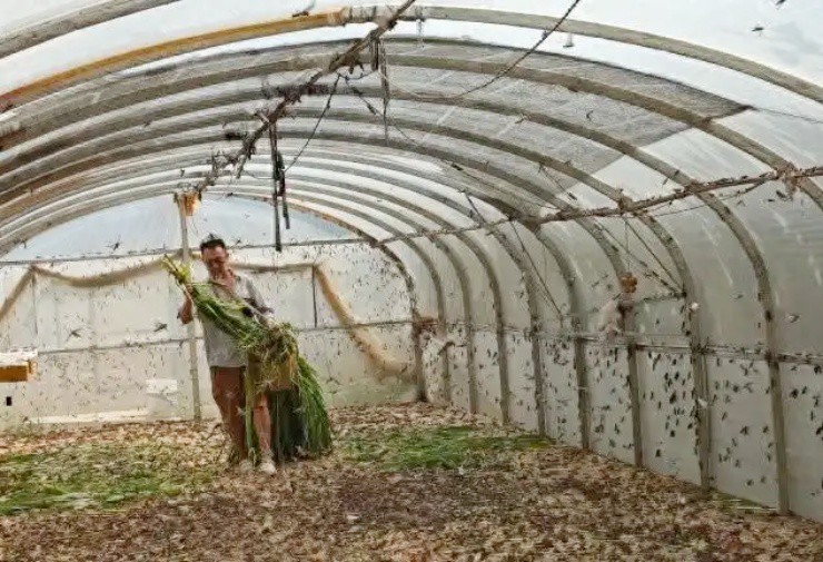 Nghỉ việc về quê nuôi loài “siêu protein”, mỗi năm đút túi hơn nửa tỷ - 1