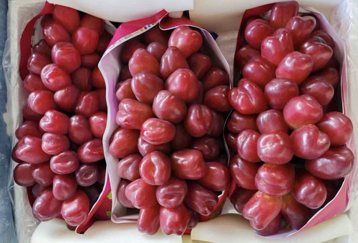 Nho sữa đỏ Trung Quốc xuất hiện tràn ngập tại Việt Nam với giá đắt đỏ. Ảnh: NVCC