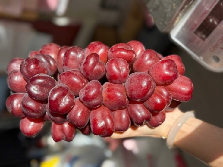Một chùm nho sữa đỏ trọng lượng dao động từ 1,8-3kg. Ảnh: NVCC