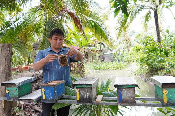 Anh Tùng kiểm tra sức khoẻ đàn ong. Ảnh: T.T