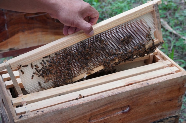 Đàn ong đang cho mật của anh Tùng. Ảnh: T.T