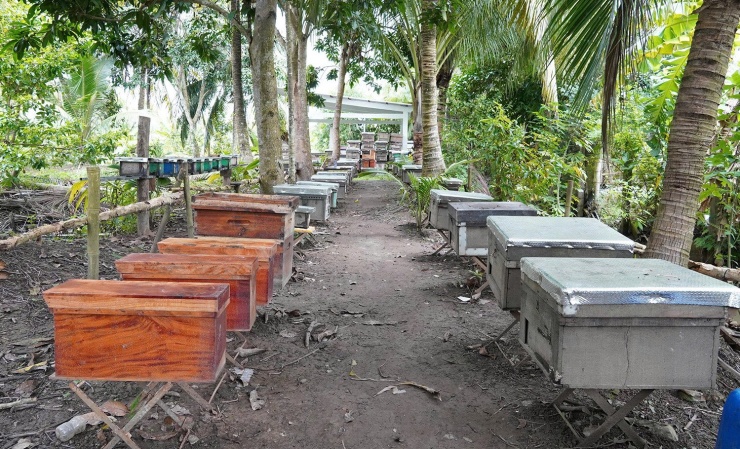 Các thùng nuôi ong được sắp xếp dưới tán cây để được che chắn và làm giảm nhiệt độ. Ảnh: T.T