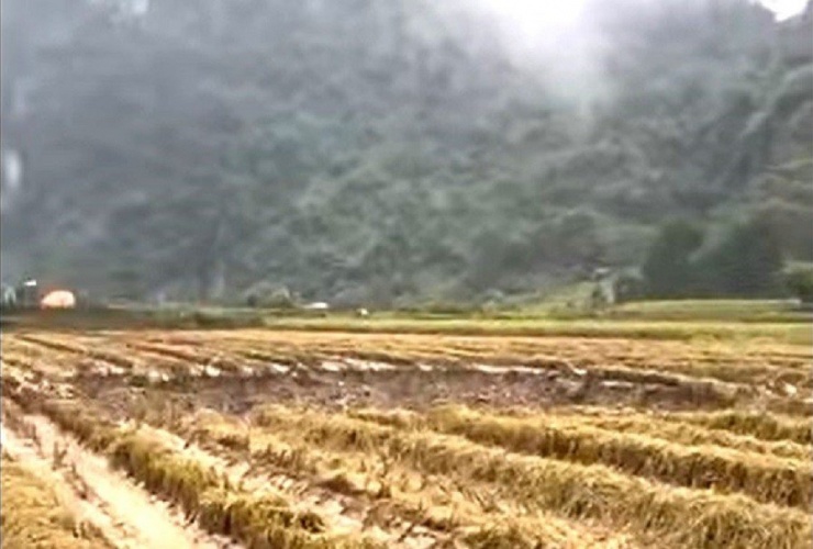 Sự cố xảy ra sau khi gia đình đã gặt xong lúa nên không ảnh hưởng đến người và tài sản