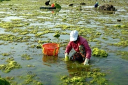 Thị trường - Tiêu dùng - "Lộc trời" ở Việt Nam mỗi năm xuất hiện một lần, dân rủ nhau đi hái kiếm tiền triệu/ngày