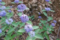 Thị trường - Tiêu dùng - Cây dại mọc đầy ở Việt Nam, có nơi thu mua giá hàng trăm nghìn đồng/kg