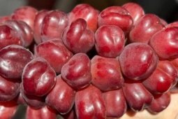 Thị trường - Tiêu dùng - Loại nho mới của Trung Quốc đổ bộ chợ Việt, giá đắt gấp 10 hàng ‘quý tộc’