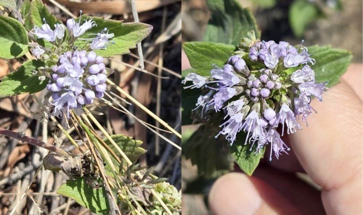 Cây dại mọc đầy ở Việt Nam, có nơi thu mua giá hàng trăm nghìn đồng/kg - 1