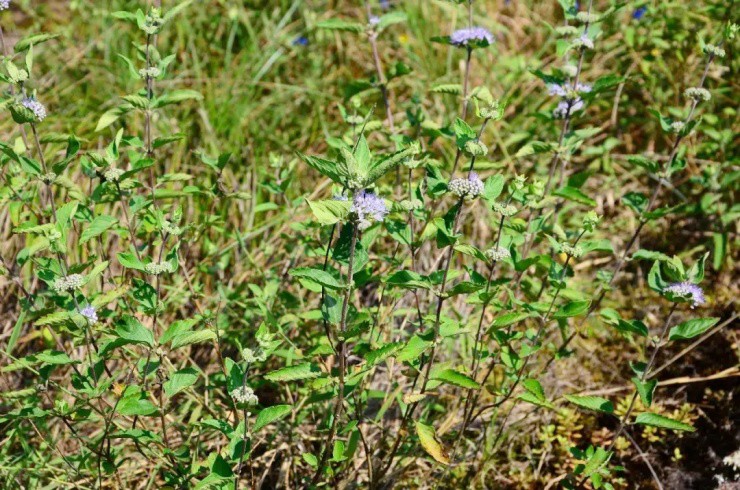 Cây dại mọc đầy ở Việt Nam, có nơi thu mua giá hàng trăm nghìn đồng/kg - 3