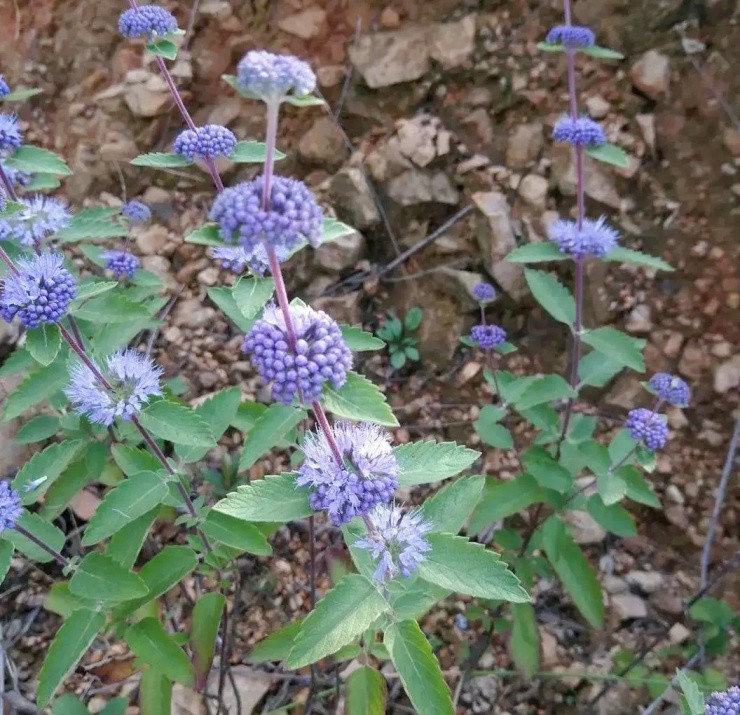 Cây dại mọc đầy ở Việt Nam, có nơi thu mua giá hàng trăm nghìn đồng/kg - 2