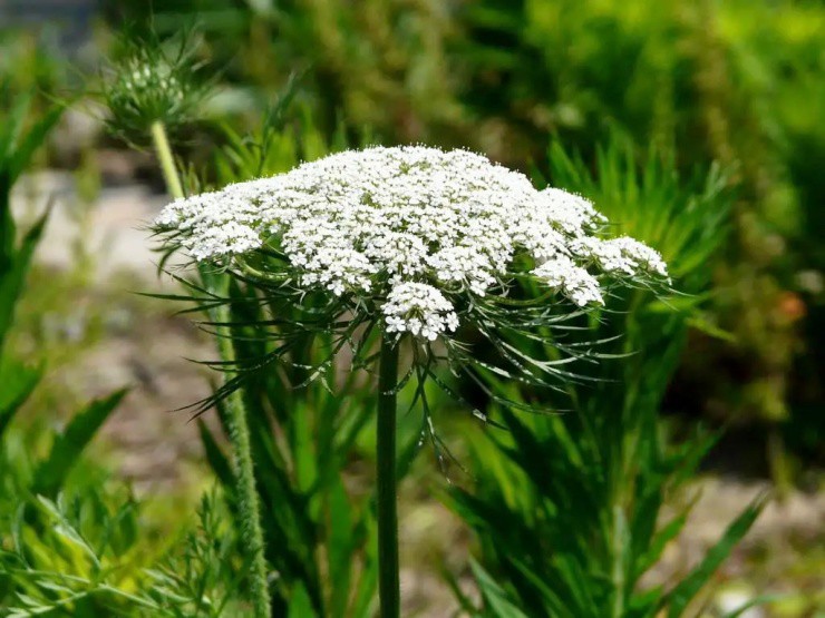 “Đào vàng” từ cây dại xưa cho lợn ăn, ở Việt Nam mọc đầy - 2