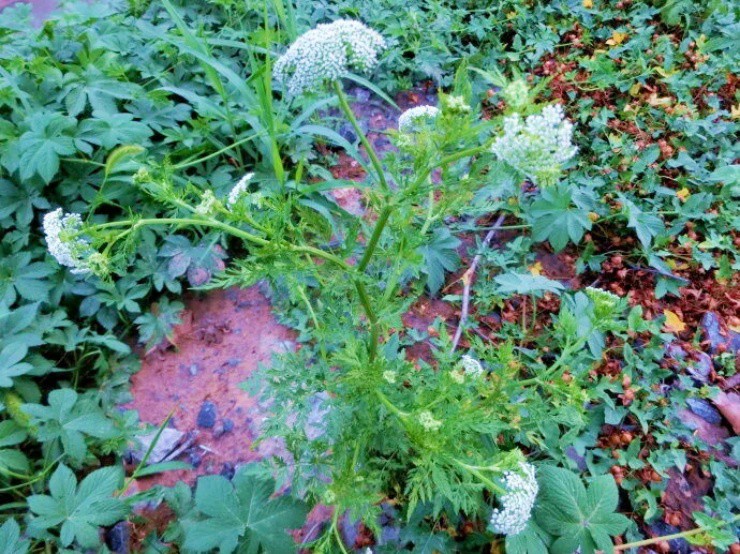 “Đào vàng” từ cây dại xưa cho lợn ăn, ở Việt Nam mọc đầy - 1