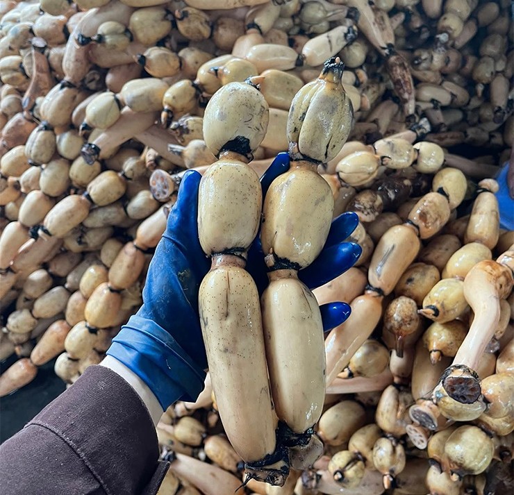 Củ sen (hay còn gọi là liên ngẫu) là phần thân rễ phình to của cây sen, mọc ngầm dưới bùn ao. 
