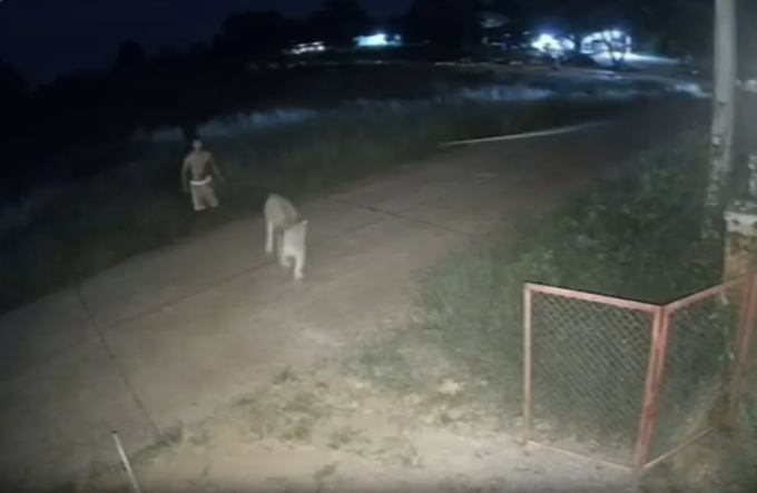 Chủ nhân bình tĩnh lùa con vật về chuồng. Ảnh: Cắt từ video