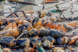 Thị trường - Tiêu dùng - Cây mọc dưới bùn đất hoá "mỏ vàng", trước người nghèo mới ăn nay thành đặc sản hái ra tiền