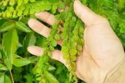 Thị trường - Tiêu dùng - “Cây tiền” mọc dại, hái lá khô đem bán cũng kiếm bộn