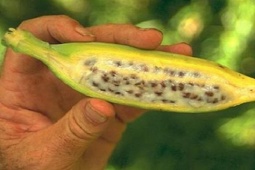 Tin tức sức khỏe - Mẹ chồng nằm liệt lở loét da hoại tử: Con dâu giúp làm lành bằng cách nào?