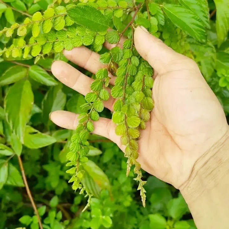“Cây tiền” mọc dại, hái lá khô đem bán cũng kiếm bộn - 1