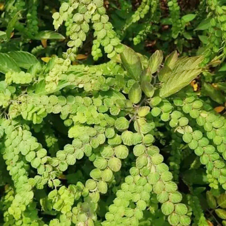 “Cây tiền” mọc dại, hái lá khô đem bán cũng kiếm bộn - 2