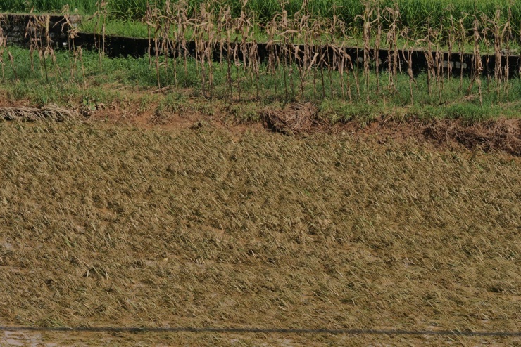 Nước lũ từ hồ thủy điện tràn xuống hạ du, gây hư hại hoa màu. Ước tính, tổng thiệt hại từ sự cố vỡ đập là 50 tỷ đồng.