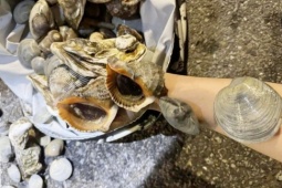 Thị trường - Tiêu dùng - Hải sản ồ ạt dạt lên bờ, dân đua nhau đi bắt “buffet tươi sống” miễn phí