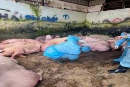 Phát hiện 89 con heo trong lò mổ dương tính với chất cấm