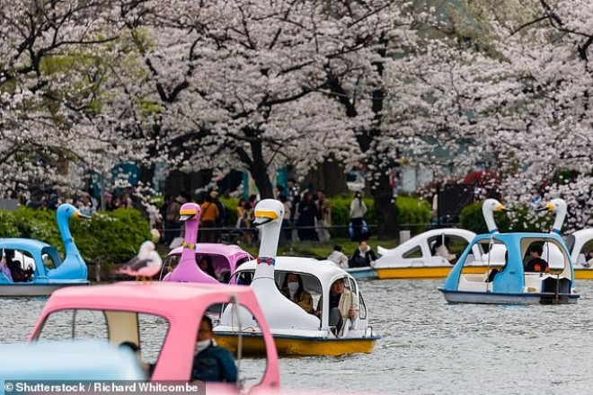 Người dân và du khách tham gia lễ hội ngắm hoa anh đào (Hanami) tại công viên Ueno ở Tokyo.